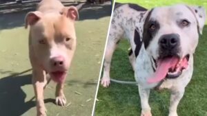 Dấy lên nghi vấn về 2 chú chó bị an tử tại trại động vật Nam Los Angeles