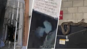 Những câu chuyện ‘kỳ quặc’ nhất năm 2025 tại Los Angeles