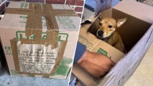 Chó bị bỏ rơi trong thùng giấy bên ngoài nơi trú ẩn 9 Chó bị bỏ rơi trong thùng giấy bên ngoài nơi trú ẩn