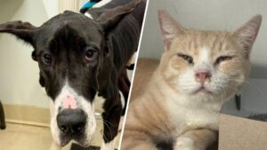 Bị tịch thu hàng chục động vật từ một người nuôi ở Pennsylvania