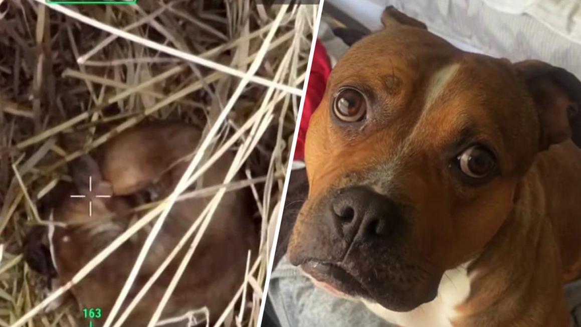 Công ty máy bay không người lái giúp tìm thấy chó lạc ở New Jersey 1 image 4 2