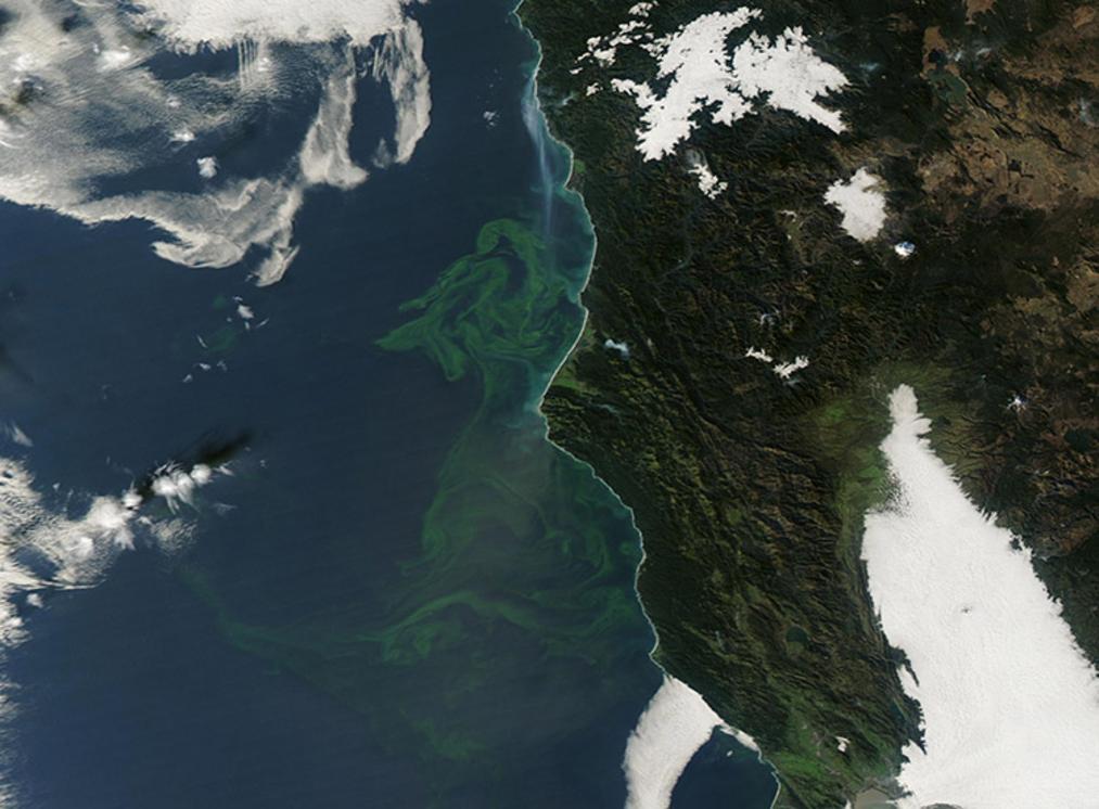 Ảnh: Hiện tượng nở hoa kỳ lạ ngoài khơi California 1 image12152025 main 1