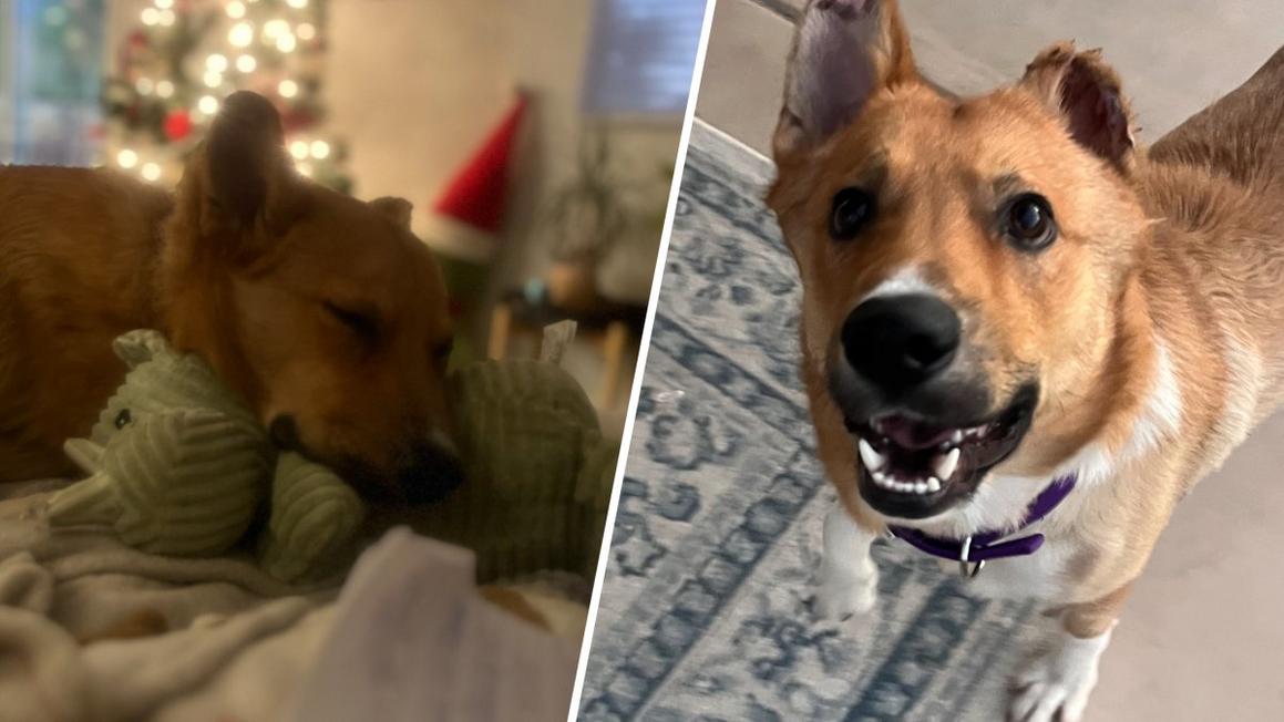 Chú chó bị thiêu sống tìm được tổ ấm mới 1 image 2d01e7