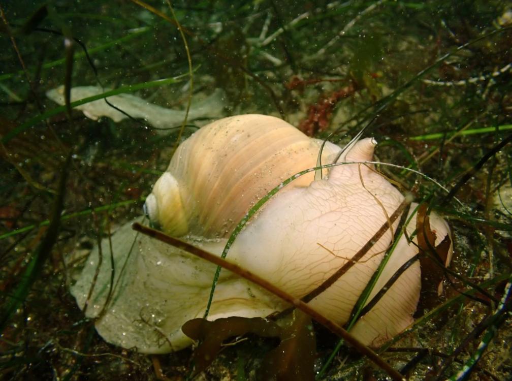 ljl l moon snail