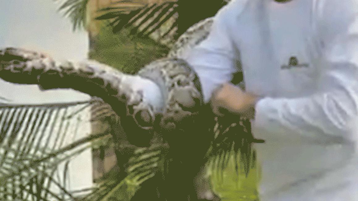 man catches python in miami neighborhood