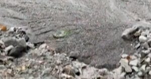 Cộng đồng miền núi California hứng chịu lở bùn