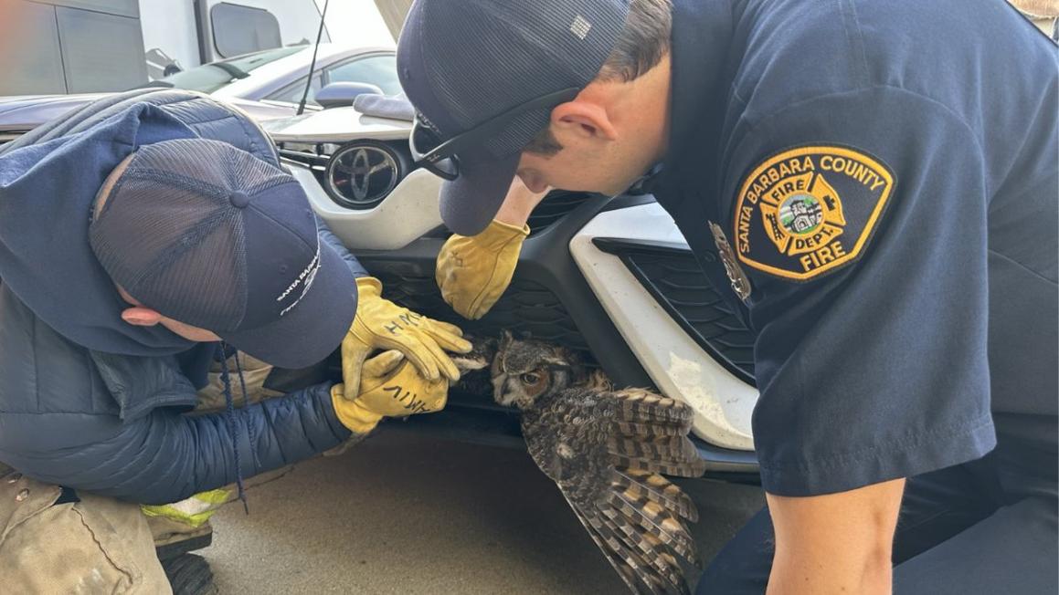 owl rescue SBFD