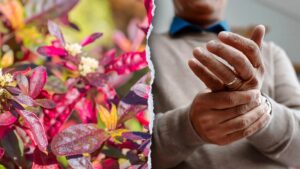 Cây thuốc Brazil hé lộ khả năng trị viêm khớp