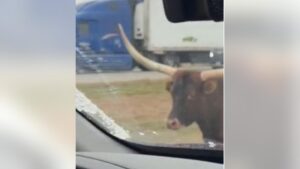 Longhorn chạy băng qua đường xa lộ I-70 ở Indiana, né tránh xe cộ 33 Longhorn chạy băng qua đường xa lộ I-70 ở Indiana, né tránh xe cộ