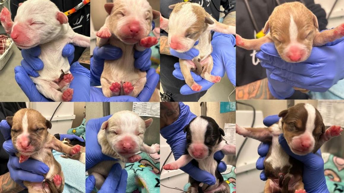 target puppies 2 12 21 25