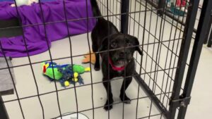 Houston Pets Alive Tổ Chức Lớn Nhất Mọi Thời Đại 35 Houston Pets Alive Tổ Chức Lớn Nhất Mọi Thời Đại