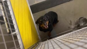 Trung tâm cứu hộ ở Dickinson mong tìm nhà cho chó mèo dịp lễ 33 Trung tâm cứu hộ ở Dickinson mong tìm nhà cho chó mèo dịp lễ