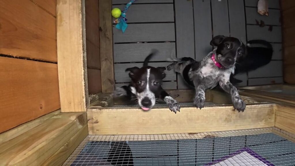 Sự cố kỹ thuật trên Petfinder gây lo ngại cho các trung tâm cứu hộ động vật 5 Sự cố kỹ thuật trên Petfinder gây lo ngại cho các trung tâm cứu hộ động vật