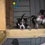 Sự cố kỹ thuật trên Petfinder gây lo ngại cho các trung tâm cứu hộ động vật 2 Sự cố kỹ thuật trên Petfinder gây lo ngại cho các trung tâm cứu hộ động vật