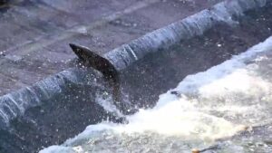 Nước lũ rút, giới chức lo ngại về tương lai cá hồi ở Washington