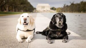 Chú chó nghiệp vụ FBI đã nghỉ hưu sau gần một thập kỷ phục vụ