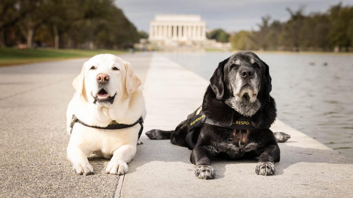 Chú chó nghiệp vụ FBI đã nghỉ hưu sau gần một thập kỷ phục vụ 1 wally left and gio right in 2025 scaled 1