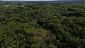 Colombia dùng máy bay không người lái để tiêu diệt cây coca