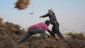 Nông nghiệp châu Phi: Giới trẻ rời thành thị về quê lập nghiệp