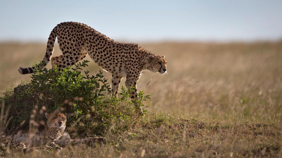 Ngân hàng tinh trùng báo hoa mai: Hy vọng cuối cùng cho loài vật nhanh nhất hành tinh 1