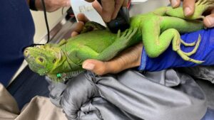 Cứu loài thằn lằn quý hiếm: Ốc đảo Caribbean hồi sinh 20 Cứu loài thằn lằn quý hiếm: Ốc đảo Caribbean hồi sinh