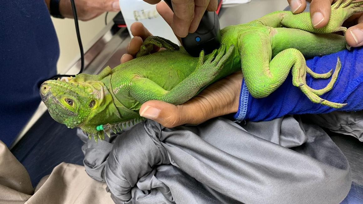 Cứu loài thằn lằn quý hiếm: Ốc đảo Caribbean hồi sinh 1