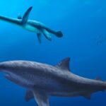 Khám phá hóa thạch cá mập khổng lồ thời tiền sử ở Úc 51 Khám phá hóa thạch cá mập khổng lồ thời tiền sử ở Úc