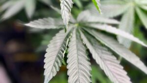 Tiểu bang Alabama thông qua giấy phép cho các cơ sở phân phối cần sa y tế