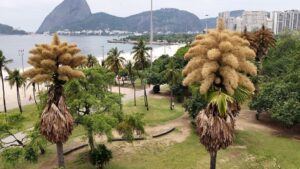Cây cọ Talipot hàng chục năm tuổi ở Rio de Janeiro nở hoa lần đầu – và duy nhất 8 Cây cọ Talipot hàng chục năm tuổi ở Rio de Janeiro nở hoa lần đầu – và duy nhất
