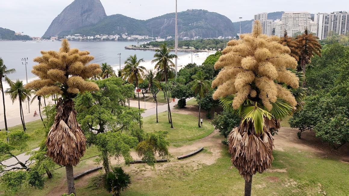 Cây cọ Talipot hàng chục năm tuổi ở Rio de Janeiro nở hoa lần đầu – và duy nhất 1