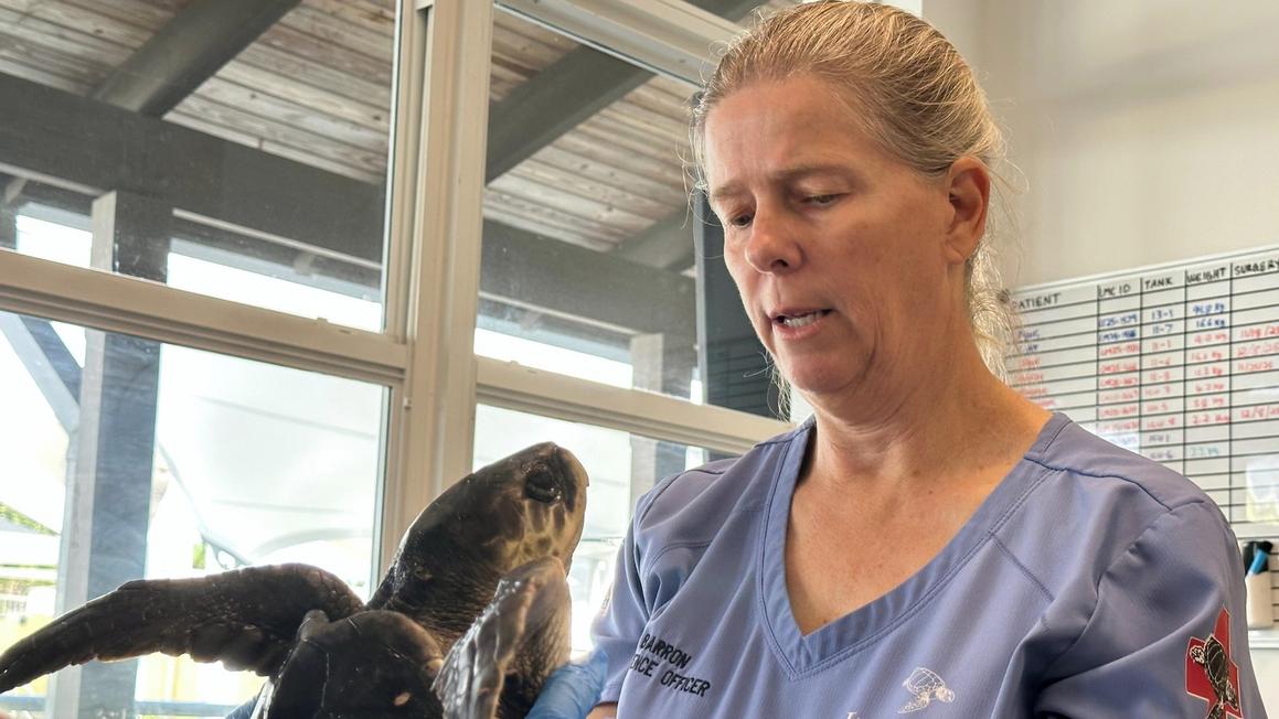 24 Rùa biển có nguy cơ tuyệt chủng được phục hồi sau khi bị 'sốc' lạnh ở Cape Cod 1