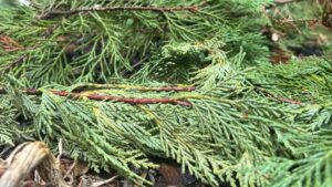 Xử lý cây thông Noel sau Giáng sinh: Những lựa chọn thay thế