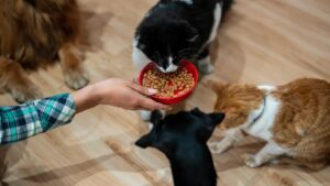 Cấy ghép giảm cân GLP-1: Bước đột phá cho thú cưng 16 Cấy ghép giảm cân GLP-1: Bước đột phá cho thú cưng