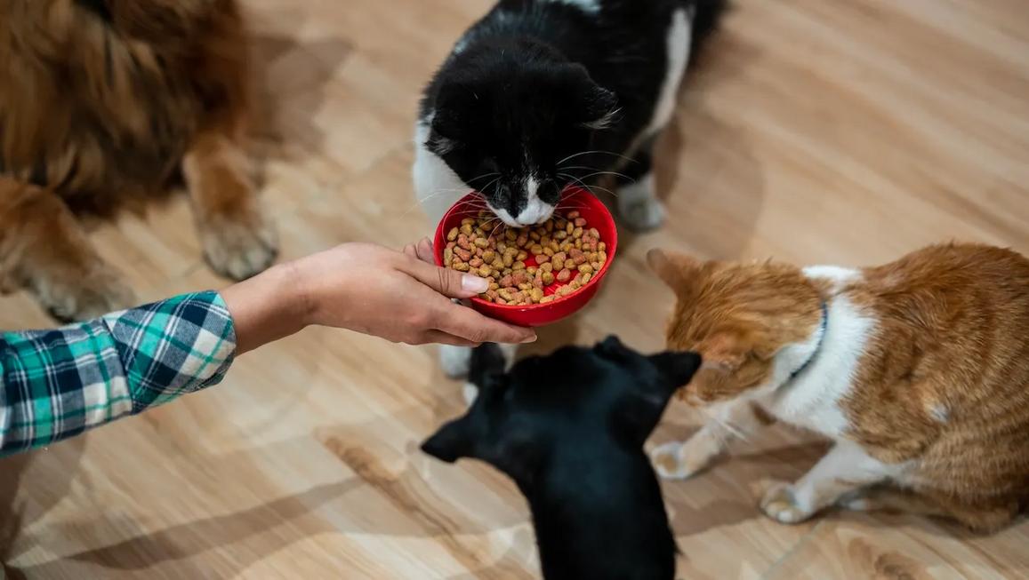 Cấy ghép giảm cân GLP-1: Bước đột phá cho thú cưng 1 woman feeding her pets