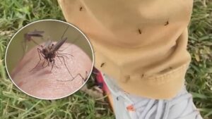 Houston: Phát hiện ca muỗi nhiễm virus West Nile đầu năm 2026