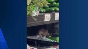 Rệp tiếp tục ‘tấn công’ tại một cửa hàng Walmart ở Texas