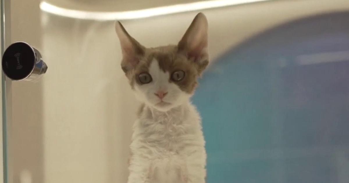 1769563593157 now hallie pets china 260127 1920x1080 72ziju