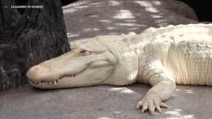 Công viên Golden Gate đặt tên đường theo tên cá sấu Claude