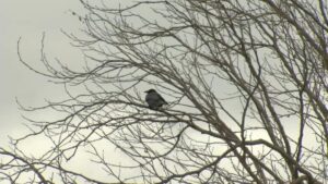 Các nhà khoa học báo động về sự sụt giảm số lượng chim ở Vùng Vịnh