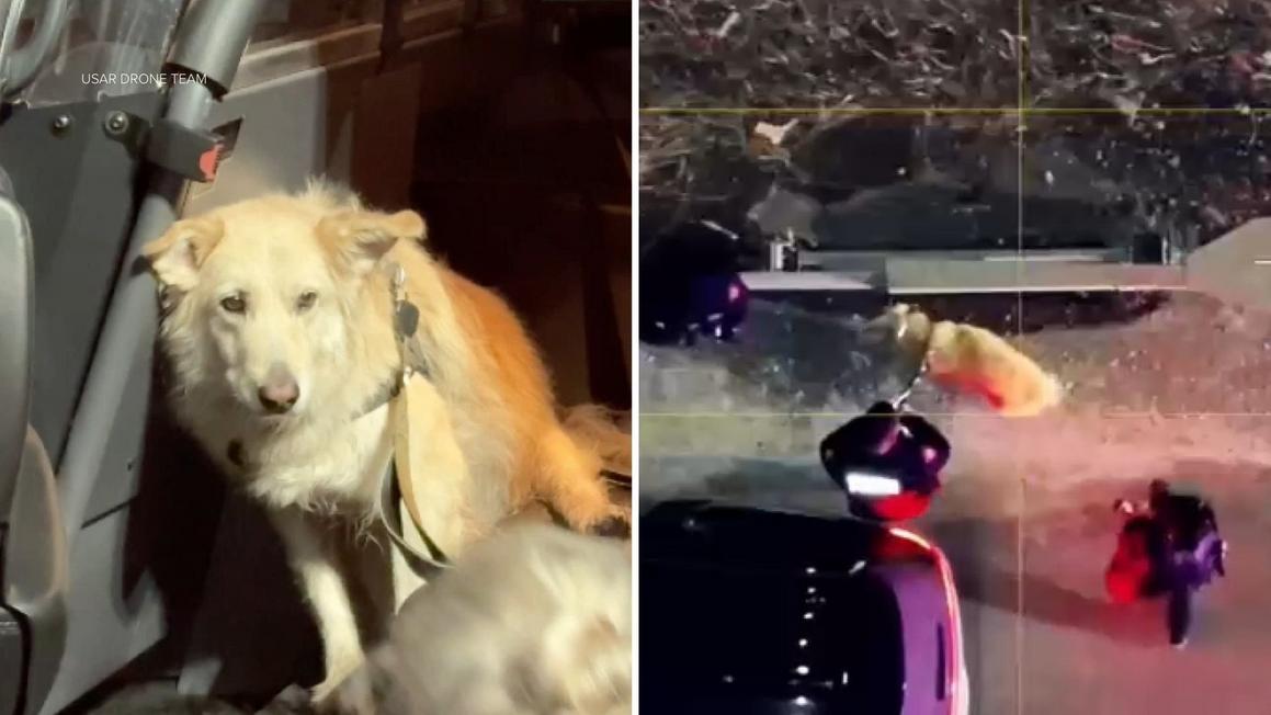 18357865 010526 WABC MISSING DOG DRONE RESCUE SPLIT IMG