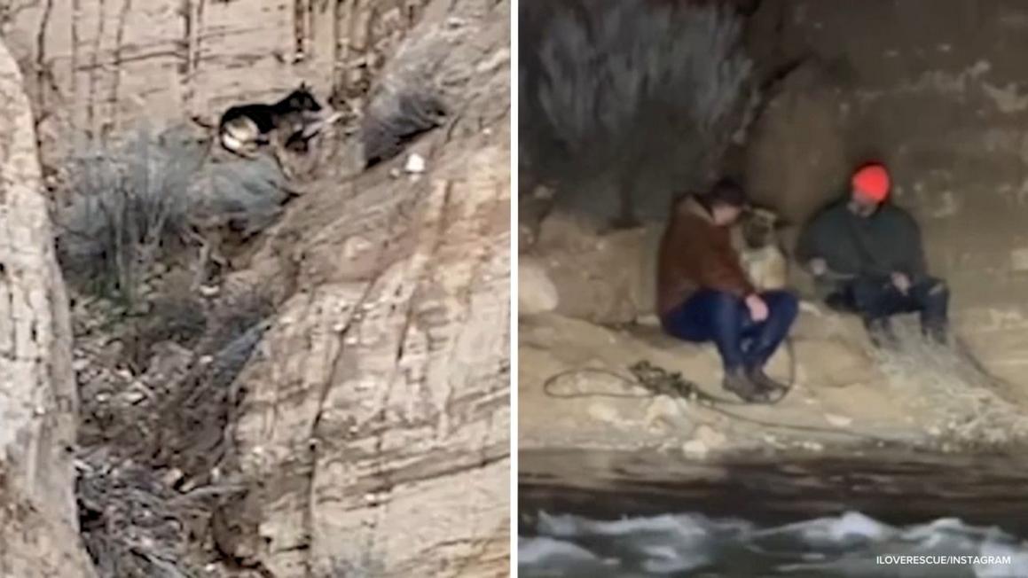 18361628 010626 kabc ie water dog rescue split