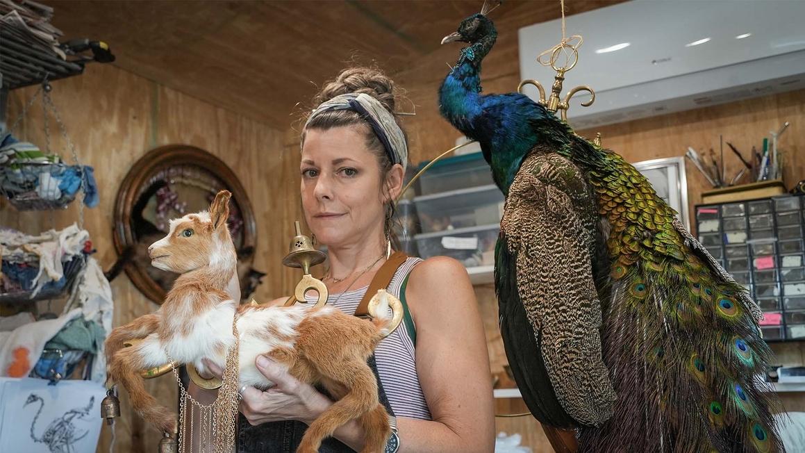 18363767 010626 wpvi DIAMONDTOOTHTAXIDERMY thumb