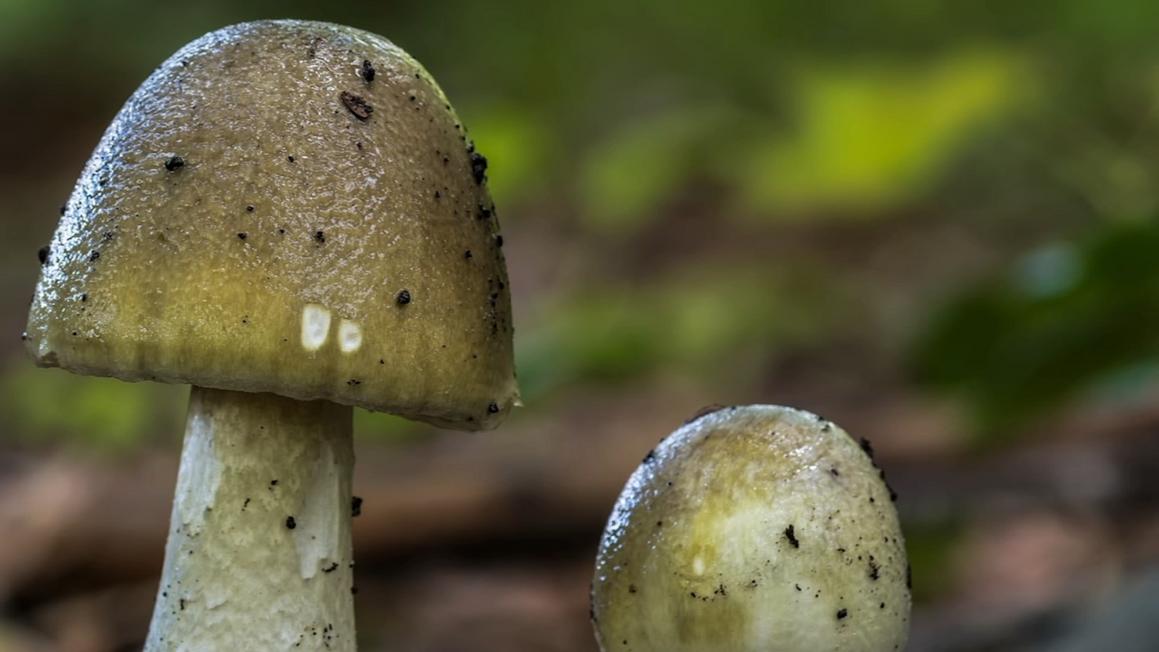 18375835 010825 kgo mushrooms img