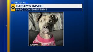 Gặp gỡ Karma: Cô chó 6 tháng tuổi cần một mái ấm