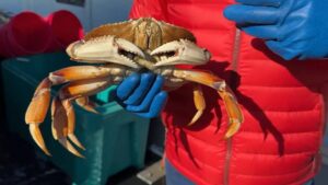 Chợ Cua Dungeness ‘mở cửa’ tại Cầu tàu Ngư phủ San Francisco