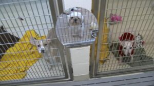 5 chú chó bị bỏ rơi ở Fremont sắp được nhận nuôi 34 5 chú chó bị bỏ rơi ở Fremont sắp được nhận nuôi