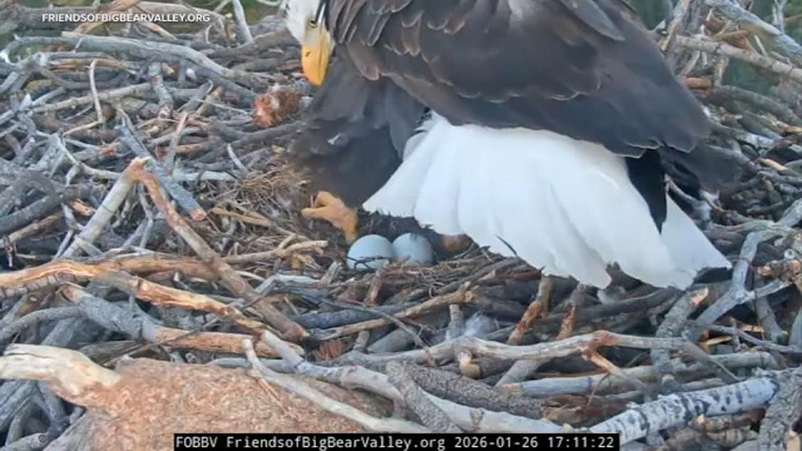 18480927 012626 eggs2 2