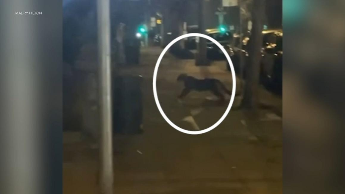 18484547 012726 kgo sf mountain lion 2 img 1