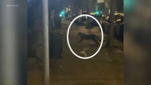 Sư tử núi xuất hiện tại khu dân cư San Francisco