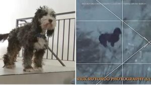 Dùng Drone Nhiệt Tìm Chó Lạc Sau 48 Giờ Trong Bão Tuyết 6 Dùng Drone Nhiệt Tìm Chó Lạc Sau 48 Giờ Trong Bão Tuyết